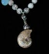 Beautiful South Dakota Fossil Ammonite Necklace #15791-2